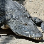 Alligator